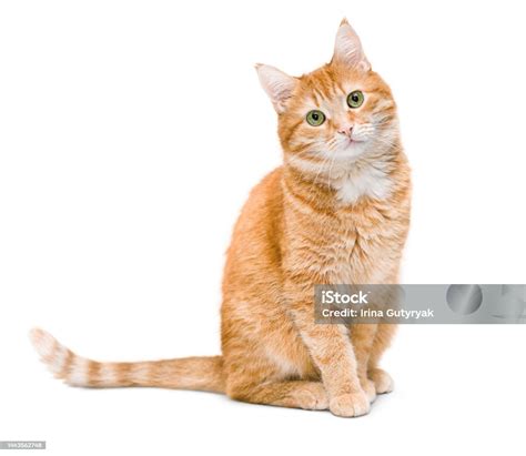 cat stock photo|Cat Images & Pictures .
